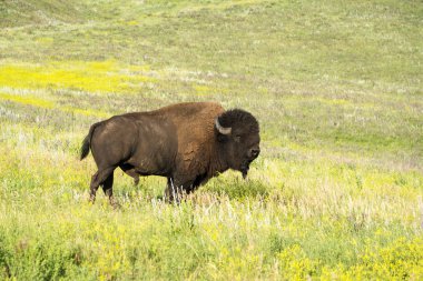 Bison, Custer State Park Güney Dakota Black Hills duydum