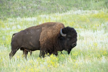 Bison, Custer State Park Güney Dakota Black Hills duydum