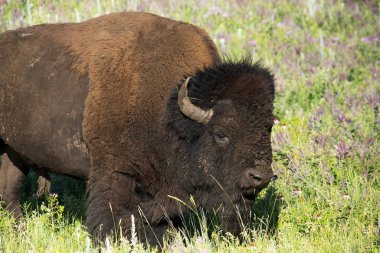 Bison, Custer State Park Güney Dakota Black Hills duydum