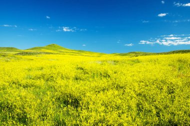 Black Hills Parkı'nda Custer devlet Güney Dakota'da.