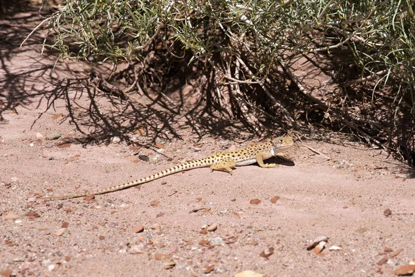 Lagarto Leopardo Desierto Mojave Norte Arizona —  Fotos de Stock