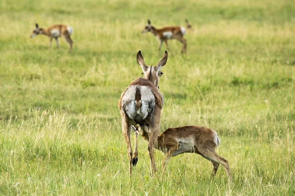 Pronghorn Calf Custer State Park Black Hils South Dakota — Stock Photo, Image