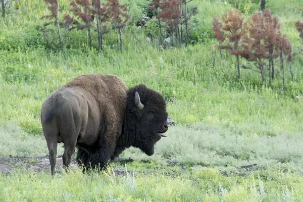 Bison Slyšel Custer State Park Black Hills Jižní Dakotě — Stock fotografie