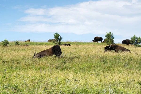Bisons Custer State Park Den Schwarzen Hügeln Von South Dakota — Stockfoto