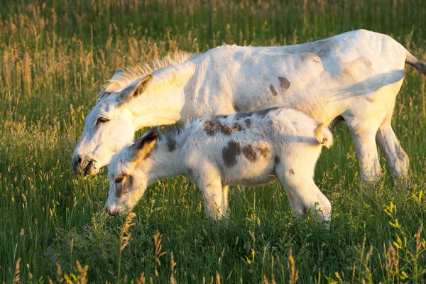 Babyburro Weidet Auf Gras Der Landschaft Von South Dakota — Stockfoto