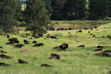 Custer State Park Güney Dakota Black Hills, bizon sürüsünü