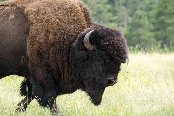 Custer State Park Güney Dakota Black Hills, bizon sürüsünü