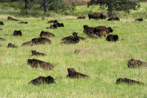 Manada Bisões Custer State Park Nas Black Hills Dakota Sul — Fotografia de Stock