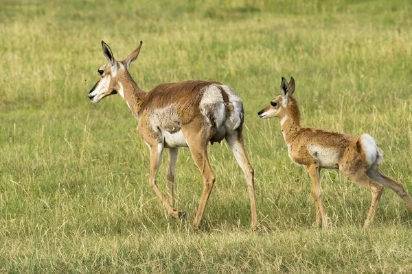 Gabelbock Und Kalb Custer State Park Black Hils Von South — Stockfoto