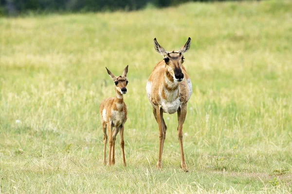 Gabelbock Und Kalb Custer State Park Black Hils Von South — Stockfoto