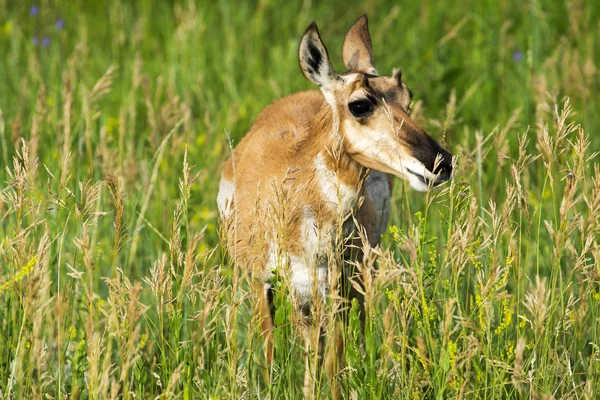 Vidloroh Americký Custer State Park Black Hills Jižní Dakotě — Stock fotografie