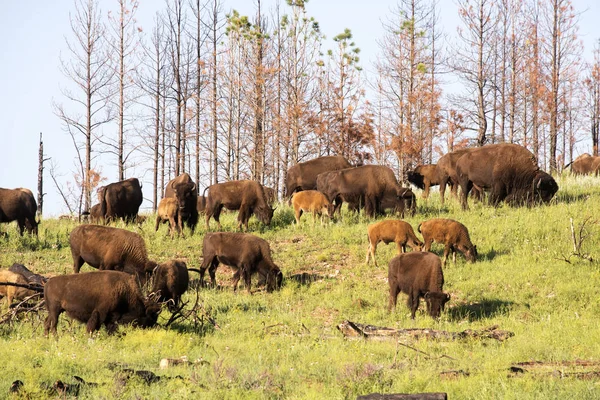 Bisonherde Custer State Park Den Schwarzen Hügeln Von South Dakota — Stockfoto