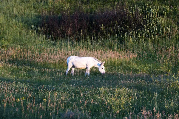 Burro Grazing Grass Countryside South Dakota — Stock Photo, Image