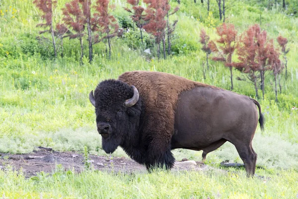 Manada Bisontes Parque Estatal Custer Black Hills Dakota Del Sur — Foto de Stock