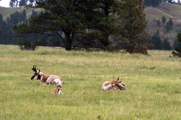 Pronghorn Custer State Park Black Hills South Dakota — Stock Photo, Image