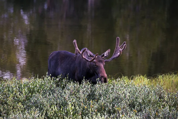 Bull Moose Grazing Thicket Lake Medicine Bow National Forest — Stock Photo, Image