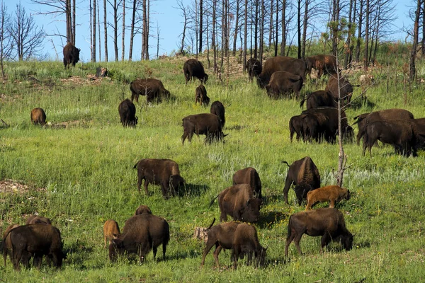 Troupeau Bisons Custer State Park Dans Les Black Hills Dakota — Photo