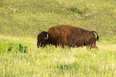 Custer State Park Güney Dakota Black Hills, bizon sürüsünü