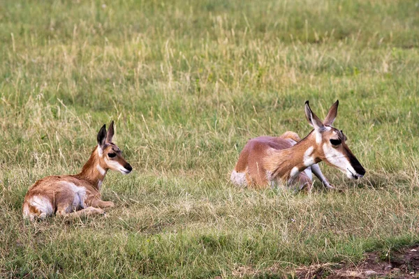 Pronghorn Vasikka Custer State Park Black Hils Etelä Dakota — kuvapankkivalokuva