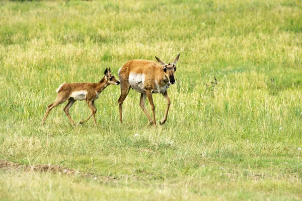 Gabelbock Und Kalb Custer State Park Black Hils Von South — Stockfoto