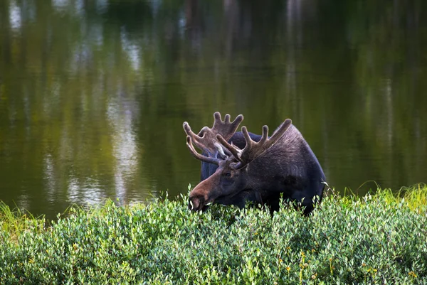 Bull Moose Grazing Thicket Lake Medicine Bow National Forest — Stock Photo, Image