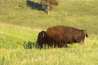 Custer State Park Güney Dakota Black Hills, bizon sürüsünü
