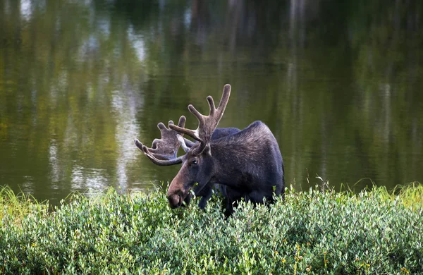 Bull Moose Grazing Thicket Lake Medicine Bow National Forest — Stock Photo, Image