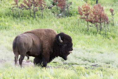 Custer State Park Güney Dakota Black Hills, bizon sürüsünü