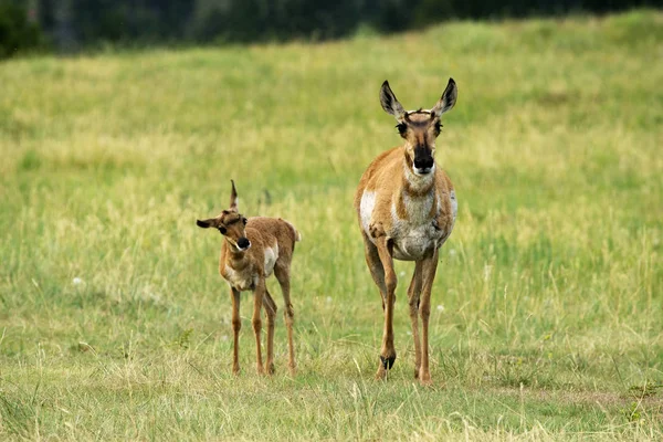 Gabelbock Und Kalb Custer State Park Black Hils Von South — Stockfoto