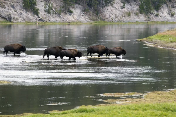 Bison Crossing Yellowstone River Hayden Valley Yellowstone National Park — Stock Photo, Image