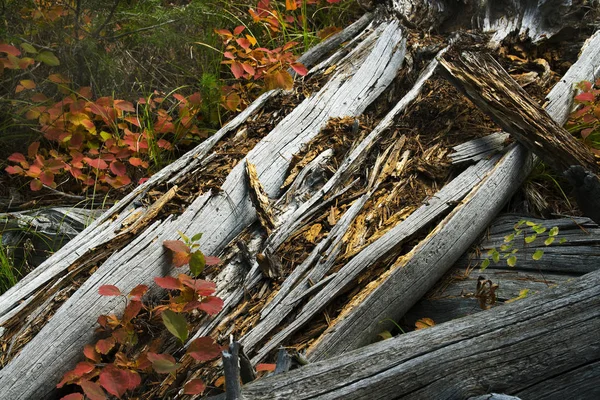 Couverture Morte Dans Parc National Yellwostone — Photo