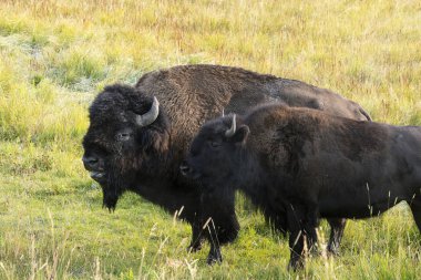 Bizon Hayden Vadisi Yellowstone Milli Parkı'nda.