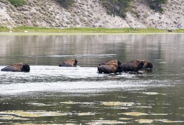 Bison Crossing Yellowstone River Hayden Valley Yellowstone National Park — Stock Photo, Image