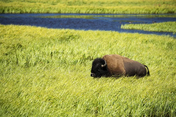 Bison Long Vallée Hayden Dans Parc National Yellowstone — Photo