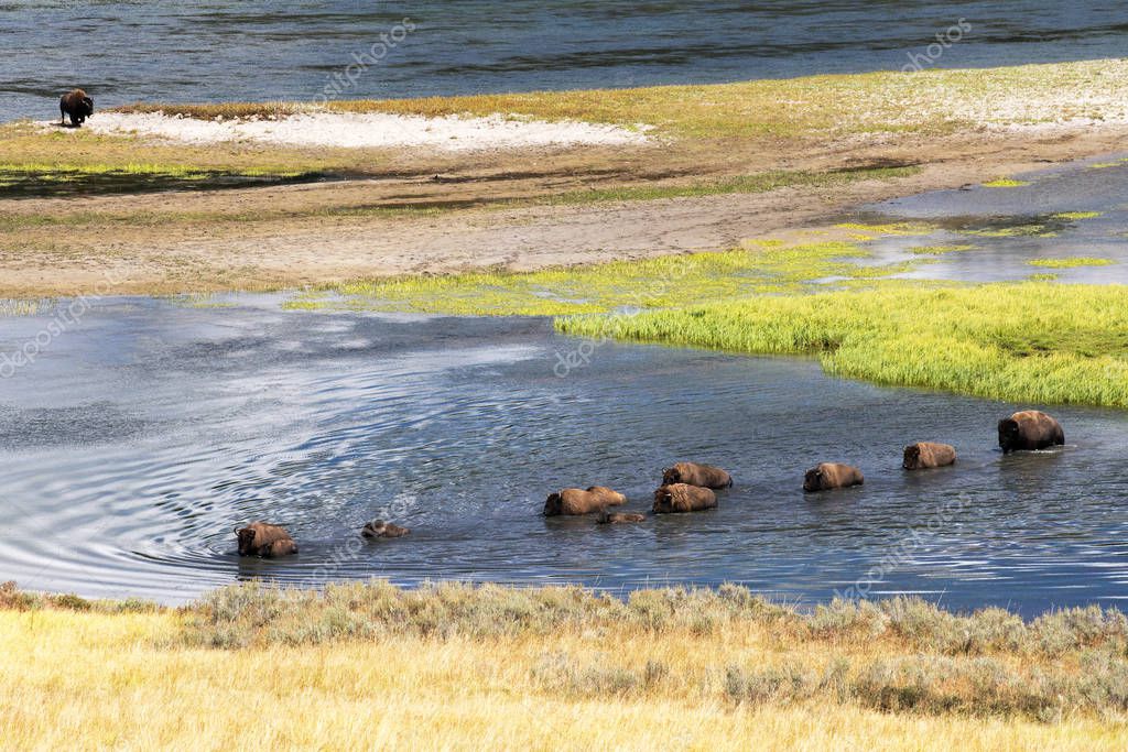Bison crossing the Yellowstone River at Hayden Valley in Yellowstone National Park.