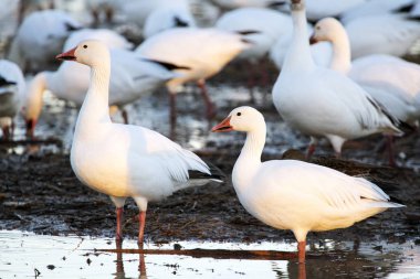 Kar kazları Bosque Del Apache Milli Yaban hayatı Sığınağı Socorro, New Mexico yakınında
