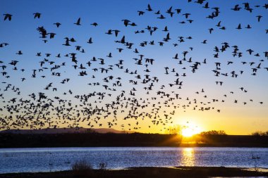 Kar kazları Bosque Del Apache Milli Yaban hayatı Sığınağı Socorro, New Mexico yakınında