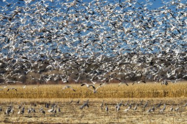 Kar kazları Bosque Del Apache Milli Yaban hayatı Sığınağı Socorro, New Mexico yakınında