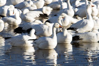 Kar kazları Bosque Del Apache Milli Yaban hayatı Sığınağı Socorro, New Mexico yakınında