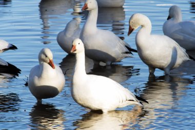 Kar kazları Bosque Del Apache Milli Yaban hayatı Sığınağı Socorro, New Mexico yakınında