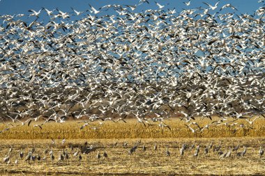 Kar kazları Bosque Del Apache Milli Yaban hayatı Sığınağı Socorro, New Mexico yakınında