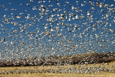 Kar kazları Bosque Del Apache Milli Yaban hayatı Sığınağı Socorro, New Mexico yakınında