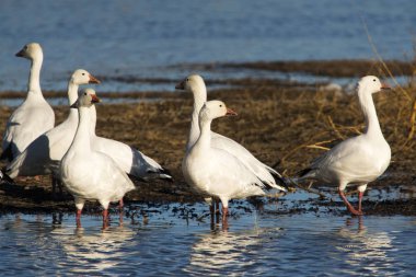 Kar kazları Bosque Del Apache Milli Yaban hayatı Sığınağı Socorro, New Mexico yakınında