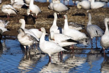 Kar kazları Bosque Del Apache Milli Yaban hayatı Sığınağı Socorro, New Mexico yakınında