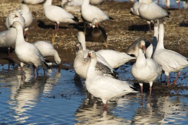 Kar kazları Bosque Del Apache Milli Yaban hayatı Sığınağı Socorro, New Mexico yakınında