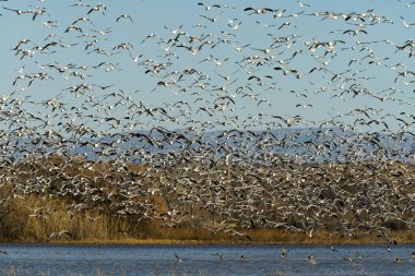 Kar kazları Bosque Del Apache Milli Yaban hayatı Sığınağı Socorro, New Mexico yakınında