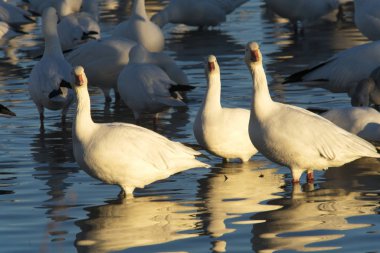 Kar kazları Bosque Del Apache Milli Yaban hayatı Sığınağı Socorro, New Mexico yakınında