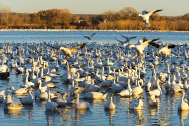 Kar kazları Bosque Del Apache Milli Yaban hayatı Sığınağı Socorro, New Mexico yakınında