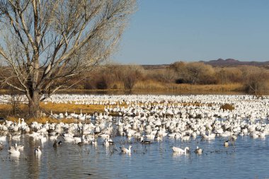Kar kazları Bosque Del Apache Milli Yaban hayatı Sığınağı Socorro, New Mexico yakınında
