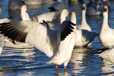 Kar kazları Bosque Del Apache Milli Yaban hayatı Sığınağı Socorro, New Mexico yakınında